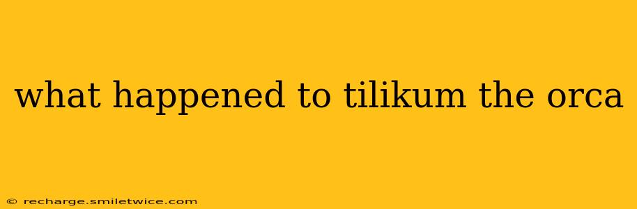 what happened to tilikum the orca