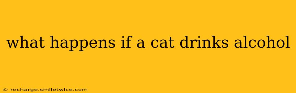 what happens if a cat drinks alcohol