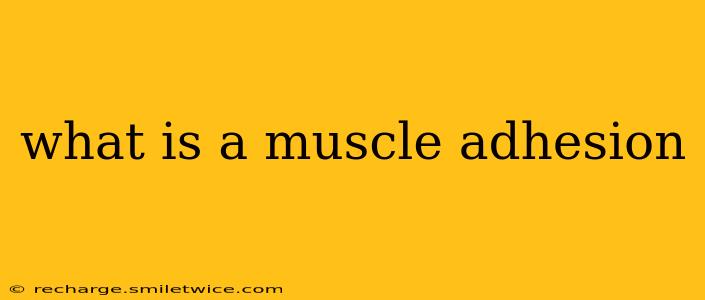 what is a muscle adhesion