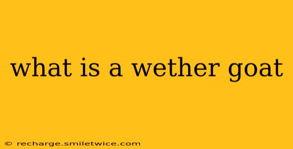 what is a wether goat
