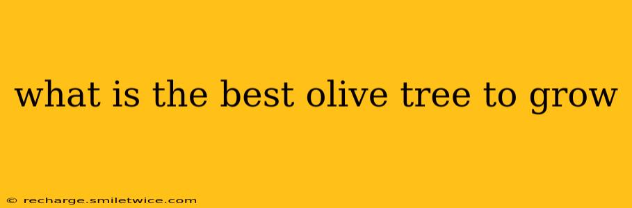 what is the best olive tree to grow