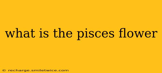 what is the pisces flower