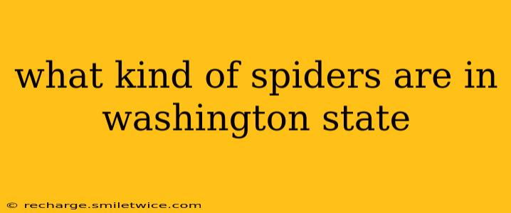what kind of spiders are in washington state