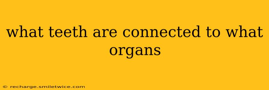 what teeth are connected to what organs