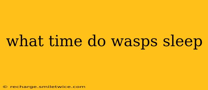 what time do wasps sleep