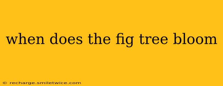 when does the fig tree bloom