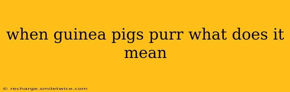 when guinea pigs purr what does it mean