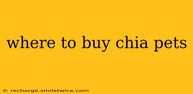 where to buy chia pets