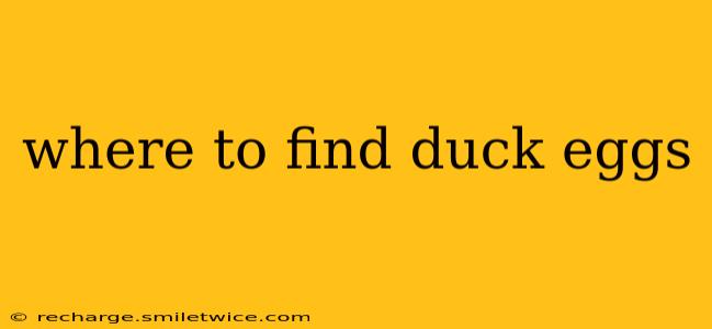 where to find duck eggs