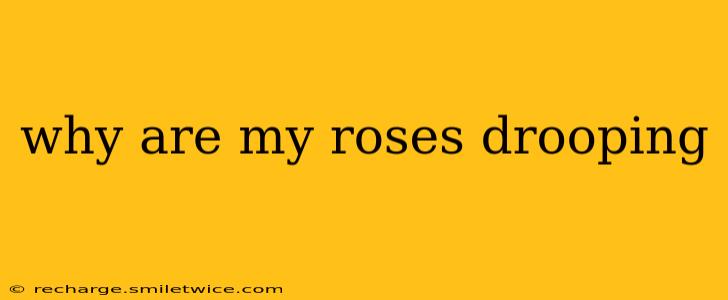why are my roses drooping