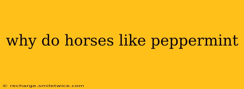 why do horses like peppermint