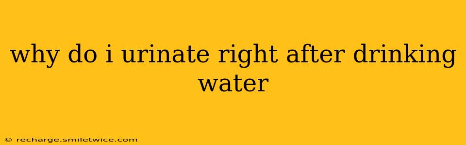 why do i urinate right after drinking water