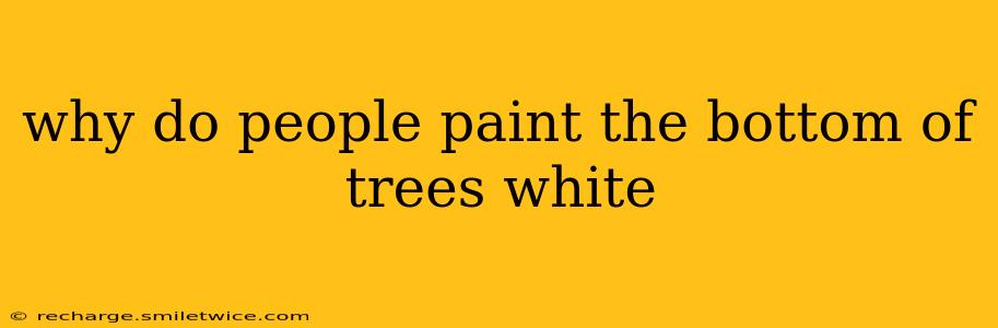 why do people paint the bottom of trees white