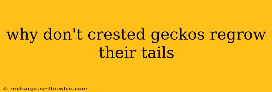 why don't crested geckos regrow their tails