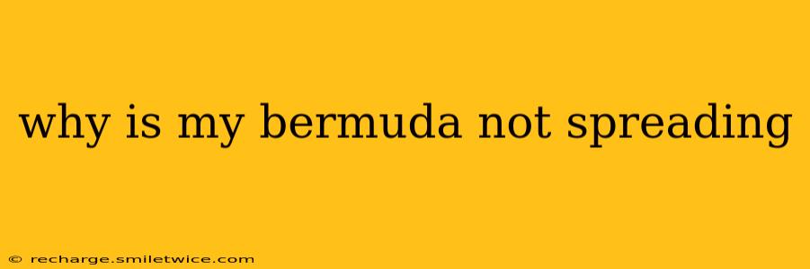 why is my bermuda not spreading