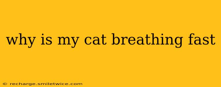why is my cat breathing fast