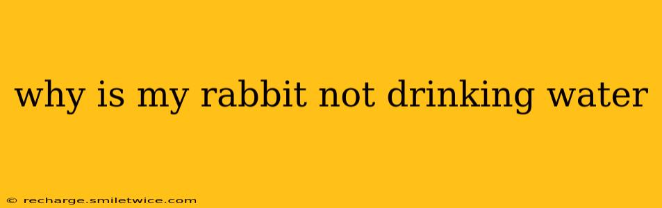why is my rabbit not drinking water