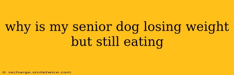 why is my senior dog losing weight but still eating