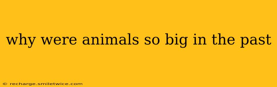 why were animals so big in the past