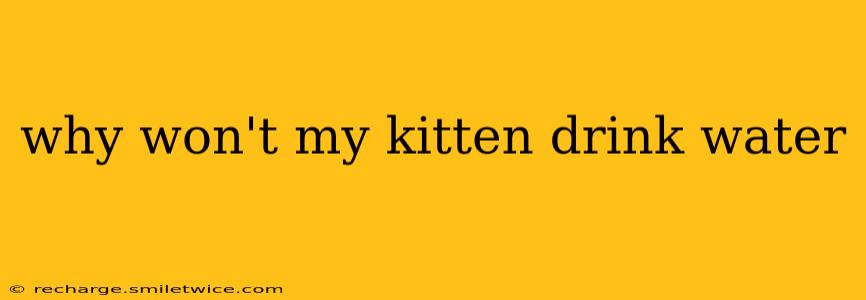 why won't my kitten drink water