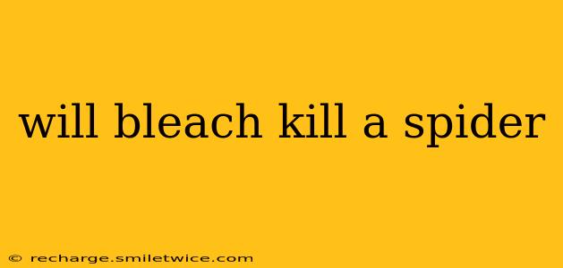 will bleach kill a spider