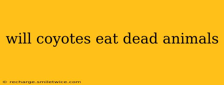 will coyotes eat dead animals