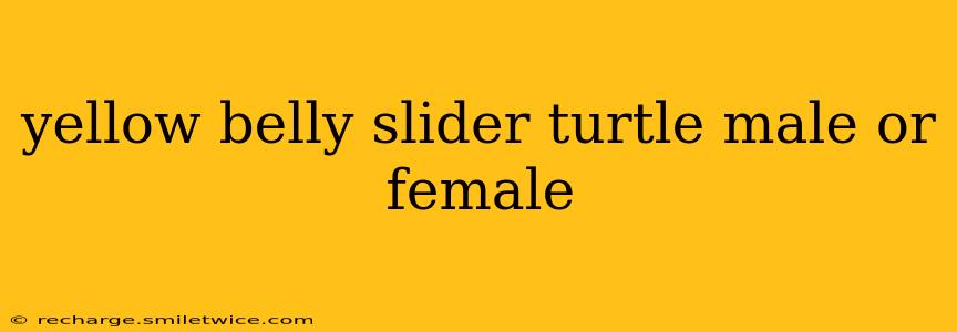 yellow belly slider turtle male or female