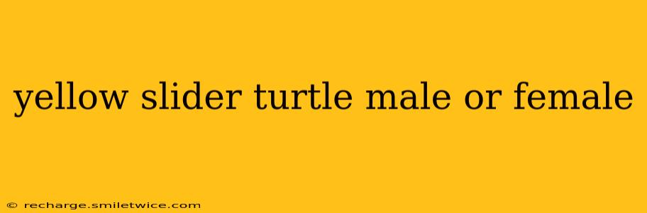 yellow slider turtle male or female