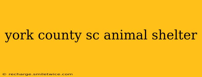 york county sc animal shelter