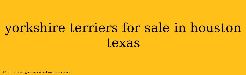 yorkshire terriers for sale in houston texas